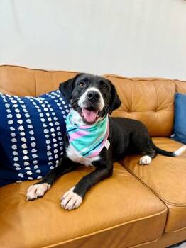 Black Labrador Retriever Dogs Available for Adoption in Friendswood, Texas - Gidget Bee Sweeter Than Honey  | PetCurious