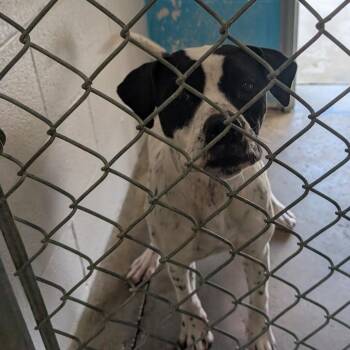 Anna -  Pit Bull Terrier Dog for Adoption in Smithville, Tennessee - Anna | PetCurious