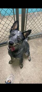 Ash -  Australian Cattle Dog Blue Heeler Dog for Adoption in Lakewood Ranch, Florida - Ash | PetCurious
