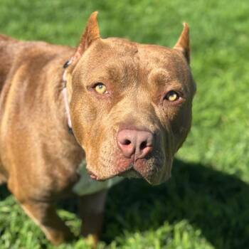 Rosalie -  American Bulldog Dog for Adoption in Goleta, California - Rosalie | PetCurious