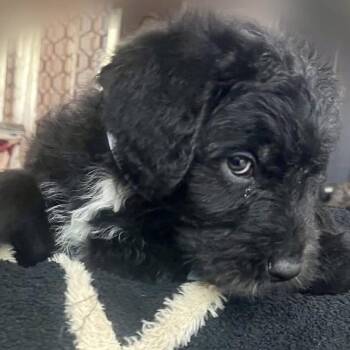 Standard Poodle and Chocolate Labrador Retriever Dogs Available for Adoption in Watertown, Connecticut - Ralphie (5/20) | PetCurious