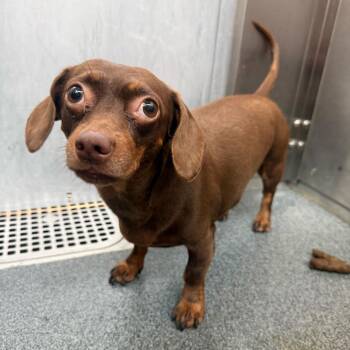 Mango -  Dachshund Dog for Adoption in New York, New York - Mango | PetCurious