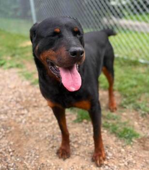 Sasha -  Rottweiler Dog for Adoption in Wheelersburg, Ohio - Sasha | PetCurious