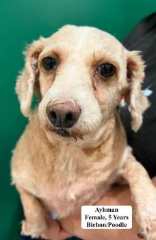 Ayhman -  Bichon Frise and Poodle Dog for Adoption in Blue Springs, Missouri - Ayhman | PetCurious