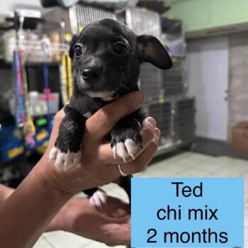 Chihuahua Dogs Available for Adoption in Tampa, Florida - Ted | PetCurious