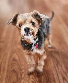 Yorkshire Terrier Dogs Available for Adoption in Lisbon, Iowa - Tillie | PetCurious