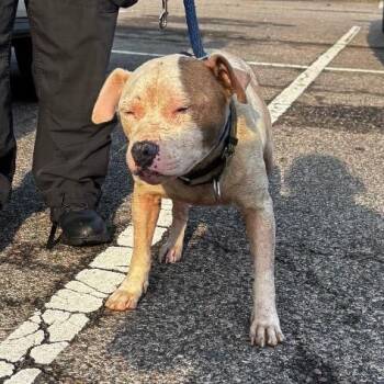 Zady -  Mixed Breed Dog for Adoption in Philadelphia, Pennsylvania - Zady | PetCurious