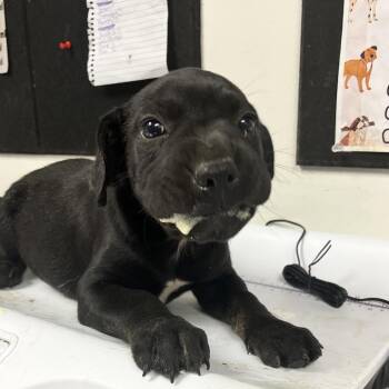Mashed Tater -  Black Labrador Retriever Dog for Adoption in Parrish, Alabama - Mashed Tater | PetCurious