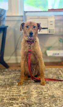 Peter -  Mixed Breed Dog for Adoption in Charleston, South Carolina - Peter | PetCurious
