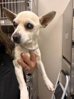 Chihuahua Dogs Available for Adoption in Creston, California - Glenda | PetCurious