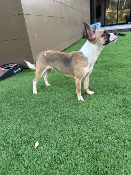 Chihuahua Dogs Available for Adoption - Luci | PetCurious