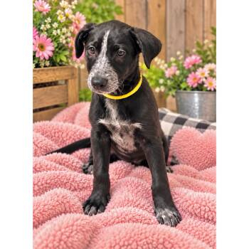 Rose -  Australian Cattle Dog Blue Heeler and Border Collie Dog for Adoption in Boulder, Colorado - Rose | PetCurious