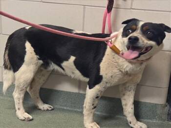 Mixed Breed Dogs Available for Adoption - OREO | PetCurious