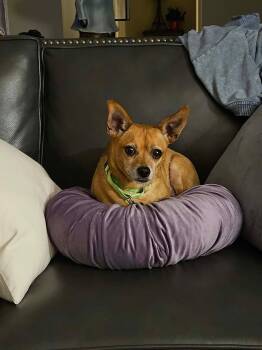 Barney -  Chihuahua Dog for Adoption in Grand Forks, North Dakota - Barney | PetCurious