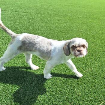 Velvet 5287 -  Shih Tzu Dog for Adoption in Loxahatchee Groves, Florida - Velvet 5287 | PetCurious