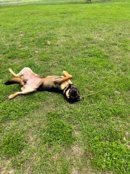 Joy -  Mixed Breed Dog for Adoption in Scott, Louisiana - Joy | PetCurious