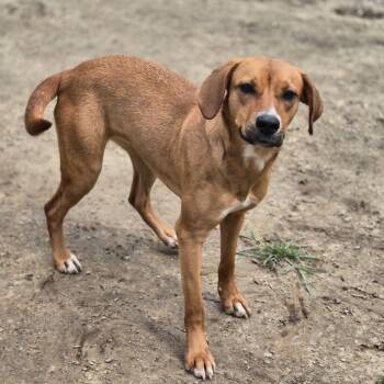 Skittles RainbowTasta -  Redbone Coonhound and Labrador Retriever Dog for Adoption in Metairie, Louisiana - Skittles RainbowTasta | PetCurious