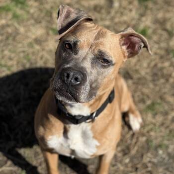 Rescue American Staffordshire Terrier Dogs for Adoption in Disputanta, Virginia - Shorty | PetCurious