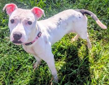 SWEET DEE -  Pit Bull Terrier Dog for Adoption in Akron, Ohio - SWEET DEE | PetCurious