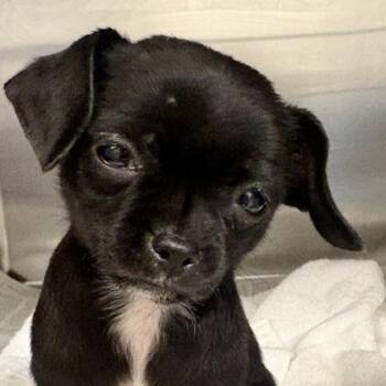 Chihuahua and English Springer Spaniel Dogs Available for Adoption in Sacramento, California - Shortbread | PetCurious