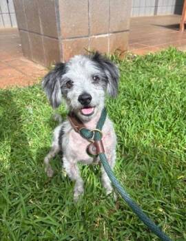 Chihuahua and Mixed Breed Dogs Available for Adoption in Honolulu, Hawaii - Oreo | PetCurious