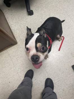 Junebug A218316 -  American Bulldog Dog for Adoption in Plano, Texas - Junebug A218316 | PetCurious
