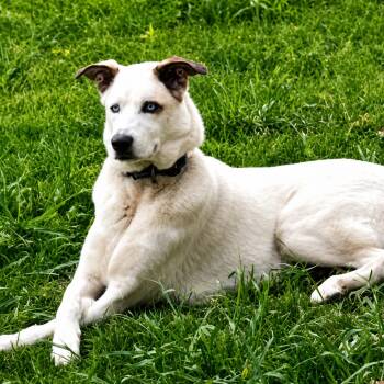 Journey -  Shepherd and Mixed Breed Dog for Adoption in Houston, Texas - Journey | PetCurious