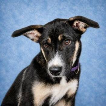 Shepherd Dogs Available for Adoption in Long Beach, Washington - Pearl | PetCurious