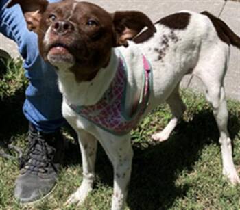 CHILI -  Mixed Breed Dog for Adoption in Dallas, Texas - CHILI | PetCurious