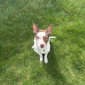 Basset Hound and Cattle Dog Dogs Available for Adoption in Avon, Ohio - Willow (fka Salt) | PetCurious