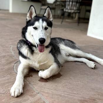 Siberian Husky Dogs Available for Adoption in Melrose, Florida - Buddy | PetCurious