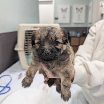 Yorkshire Terrier Dogs Available for Adoption - ESPRESSO | PetCurious