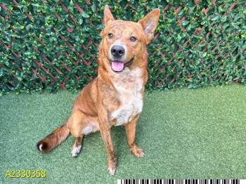 Mixed Breed Dogs Available for Adoption - SWEET ED | PetCurious