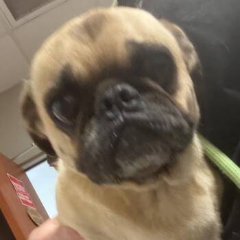 Bobby -  Pug Dog for Adoption in Yuma, Arizona - Bobby | PetCurious