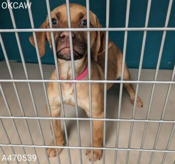 Terrier and Mixed Breed Dogs Available for Adoption - A470539 | PetCurious