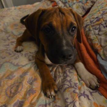 Rescue Puggle Dogs for Adoption in Elmwood Park, Wisconsin - Laoise | PetCurious