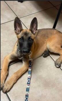 Neville -  Belgian Shepherd Malinois Dog for Adoption in Lockhart, Texas - Neville | PetCurious