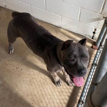Cher -  American Staffordshire Terrier Dog for Adoption in Edinburg, Texas - Cher | PetCurious