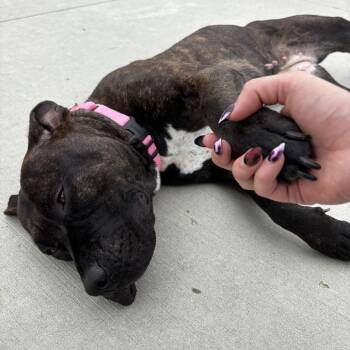 Ebony -  Mixed Breed Dog for Adoption in Matteson, Illinois - Ebony | PetCurious
