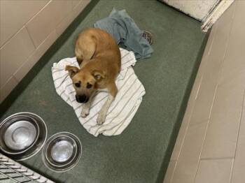 Rescue Mixed Breed Dogs for Adoption in Santa Fe, New Mexico - A172717 | PetCurious