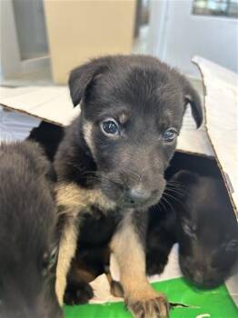 BUTTERCUP -  Labrador Retriever Dog for Adoption in San Antonio, Texas - BUTTERCUP | PetCurious
