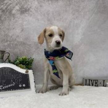 Honeydew -  French Bulldog and Mixed Breed Dog for Adoption in Madison, Wisconsin - Honeydew | PetCurious