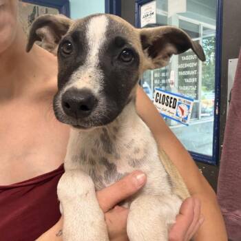 Jodie -  Mixed Breed Dog for Adoption in Columbus, North Carolina - Jodie | PetCurious