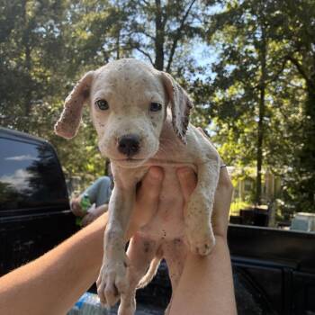 Mochi -  Terrier Dog for Adoption in Chattanooga, Tennessee - Mochi | PetCurious