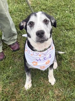 Freya -  Norwegian Elkhound Dog for Adoption in Winchester, Virginia - Freya | PetCurious
