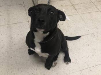 Terrier and Mixed Breed Dogs Available for Adoption - Cece | PetCurious
