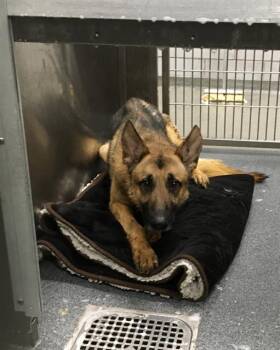 LEONIDAS -  German Shepherd Dog Dog for Adoption in Dallas, Texas - LEONIDAS | PetCurious