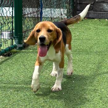 Kenny -  Beagle Dog for Adoption in Sunrise, Florida - Kenny | PetCurious