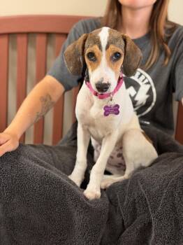 Zelda -  Beagle Dog for Adoption in Mundelein, Illinois - Zelda | PetCurious