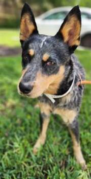 Australian Cattle Dog Blue Heeler Dogs Available for Adoption in Fort Lauderdale, Florida - KAT | PetCurious